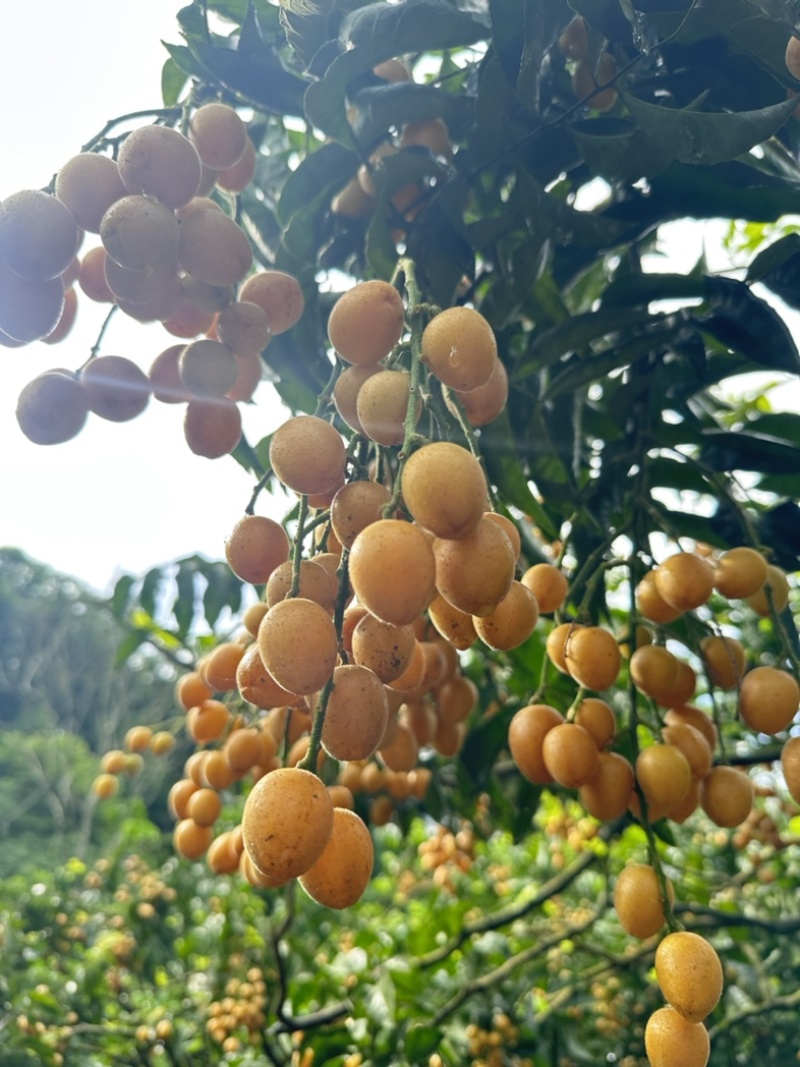 无核黄皮