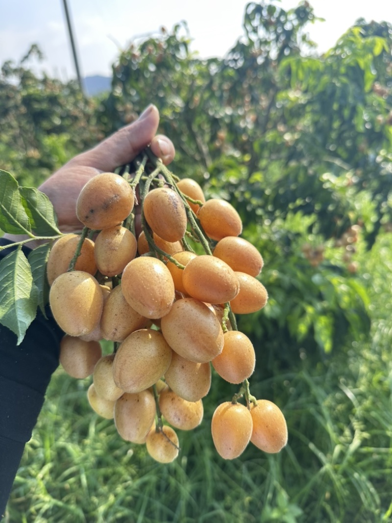 无核黄皮