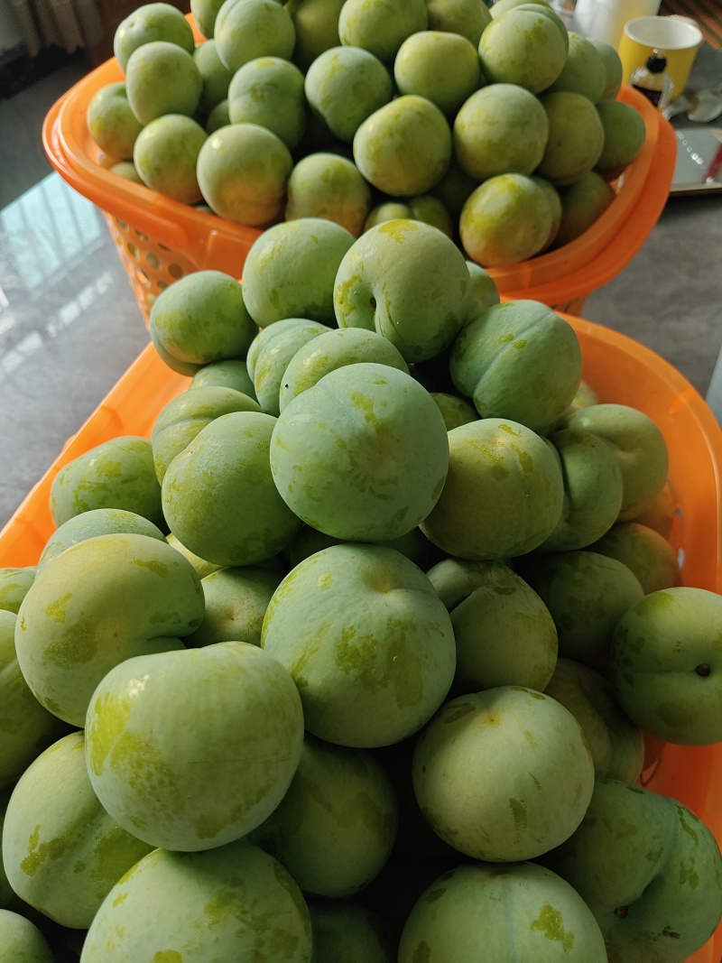 铜仁思南蜂糖李