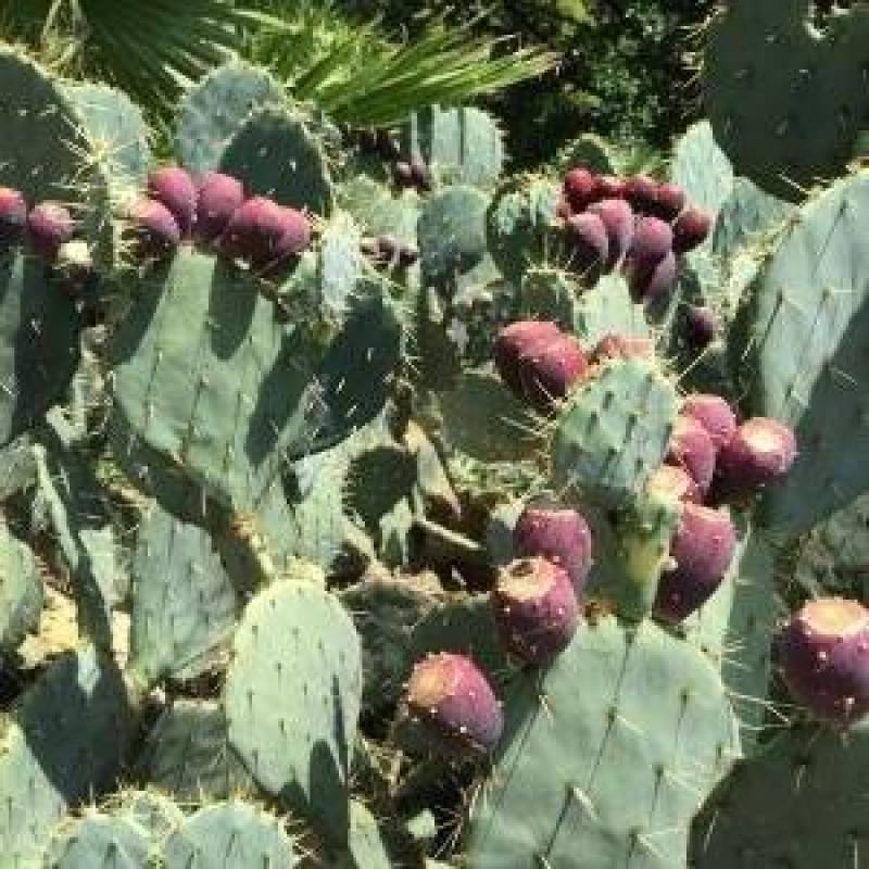 黄大刺仙人掌嫁接开花结果食用药用