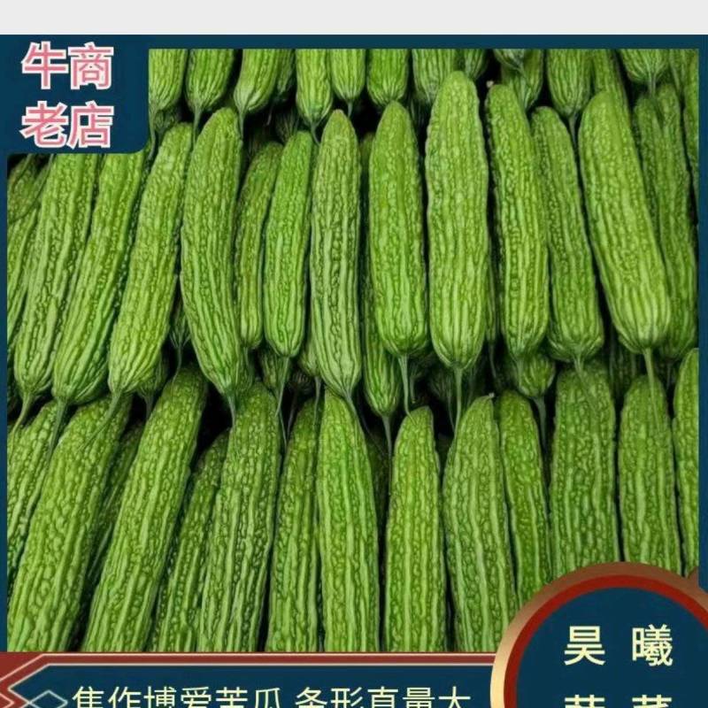 河南苦瓜油绿苦瓜焦作苦瓜博爱苦瓜产地直发量大