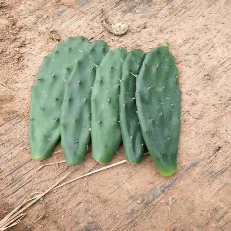 黄大刺仙人掌嫁接开花结果食用药用