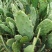 黄大刺仙人掌嫁接开花结果食用药用