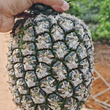 凤梨大量有货