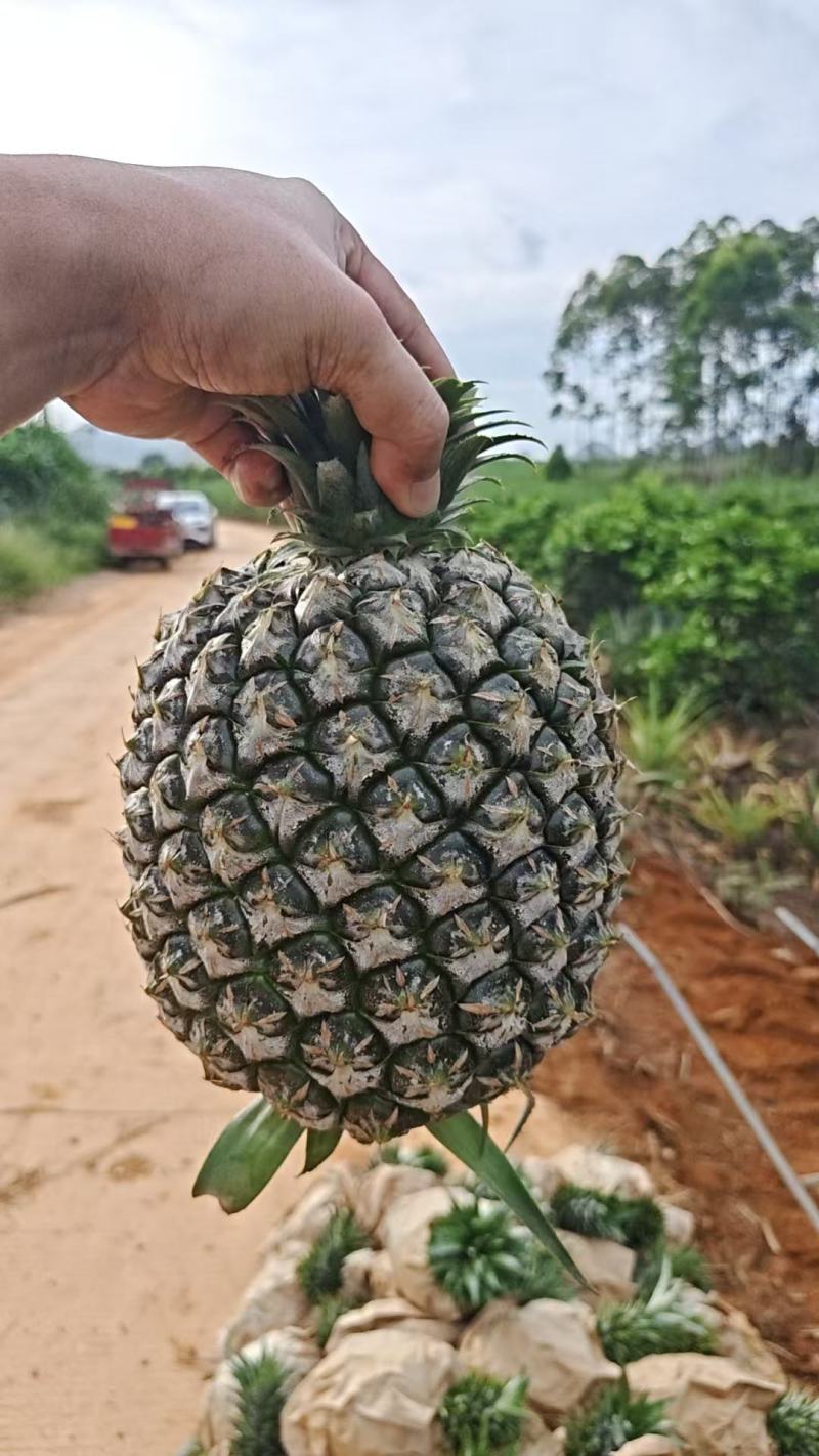 凤梨大量有货