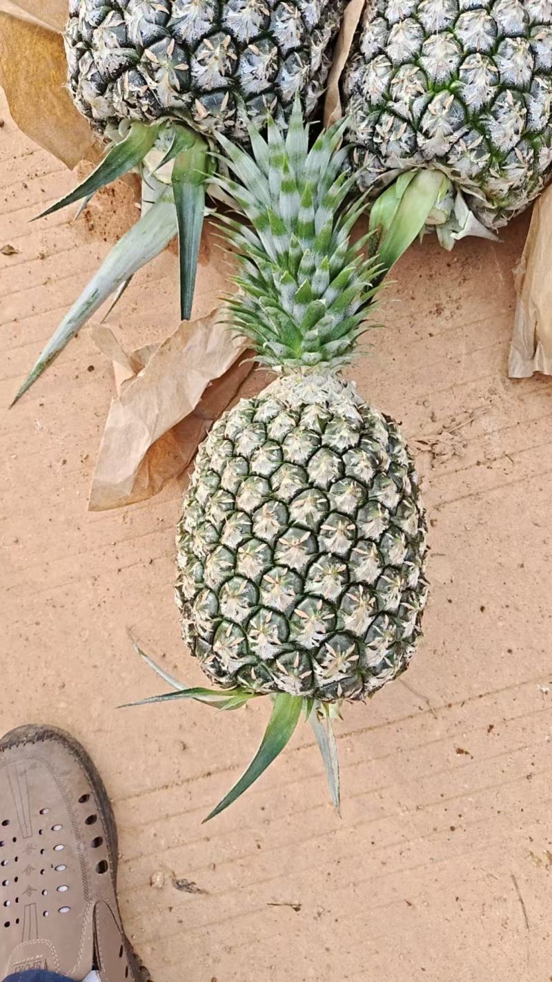 凤梨大量有货