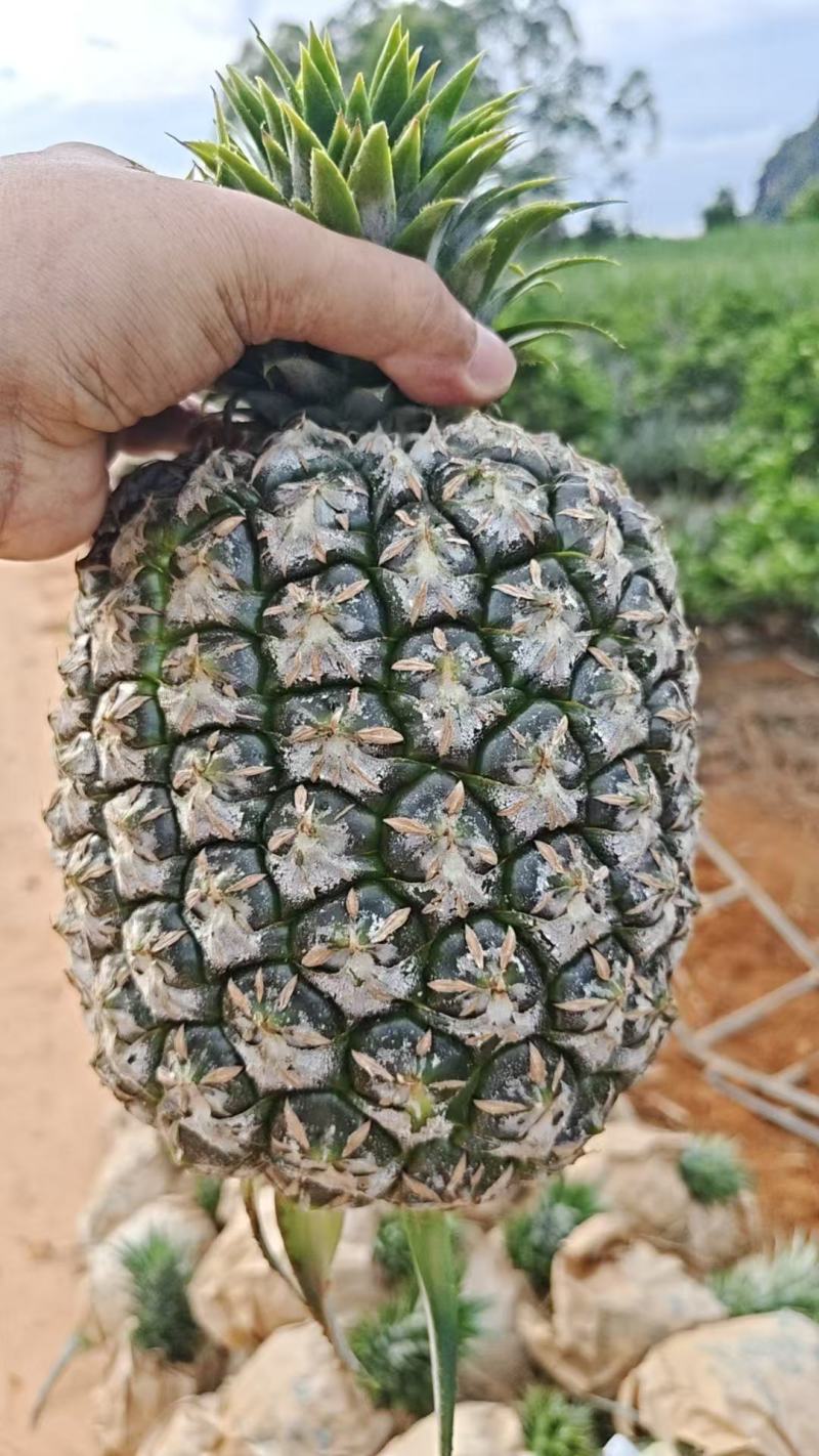 凤梨大量有货