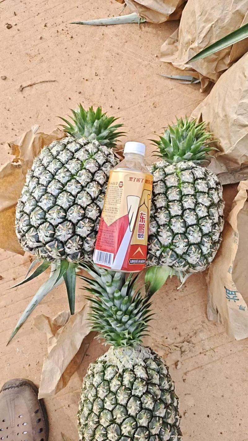 凤梨大量有货