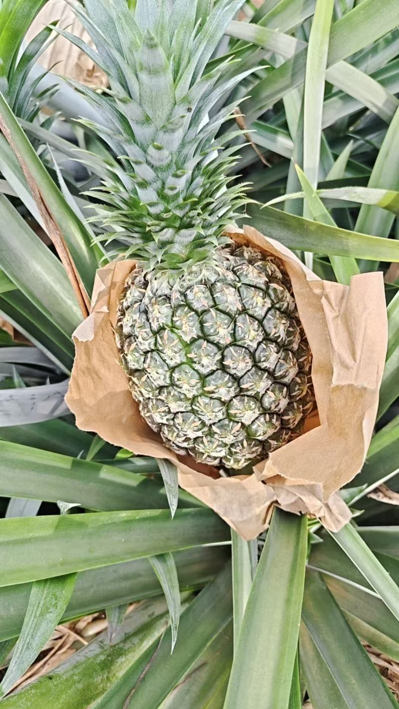 凤梨大量有货