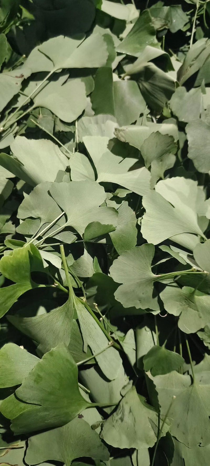 大量供应白果树叶