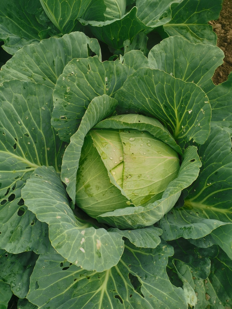 甘蓝