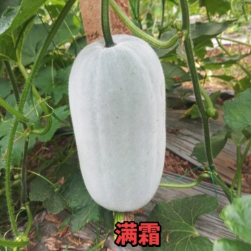 冬瓜