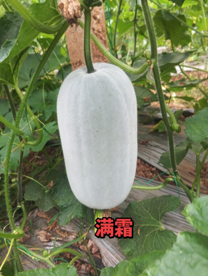 冬瓜