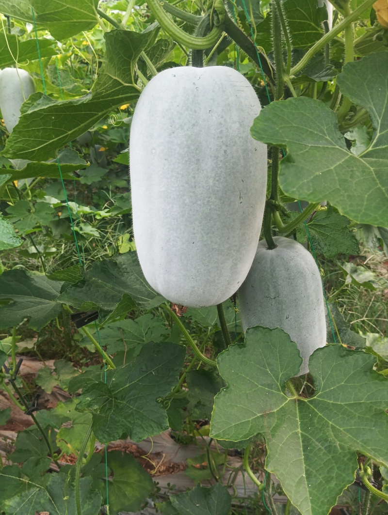 冬瓜