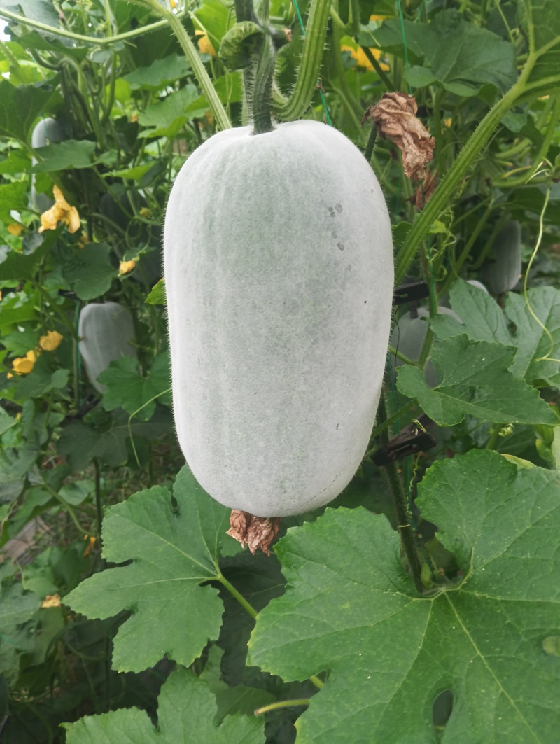 冬瓜