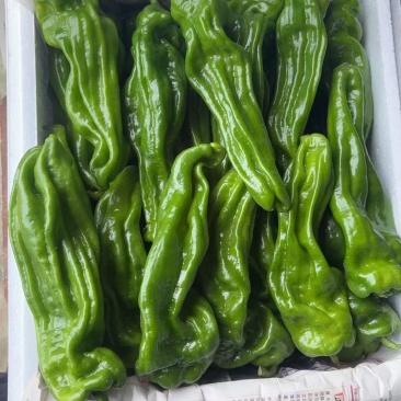 芜湖椒大量上市，，，，，，，，，