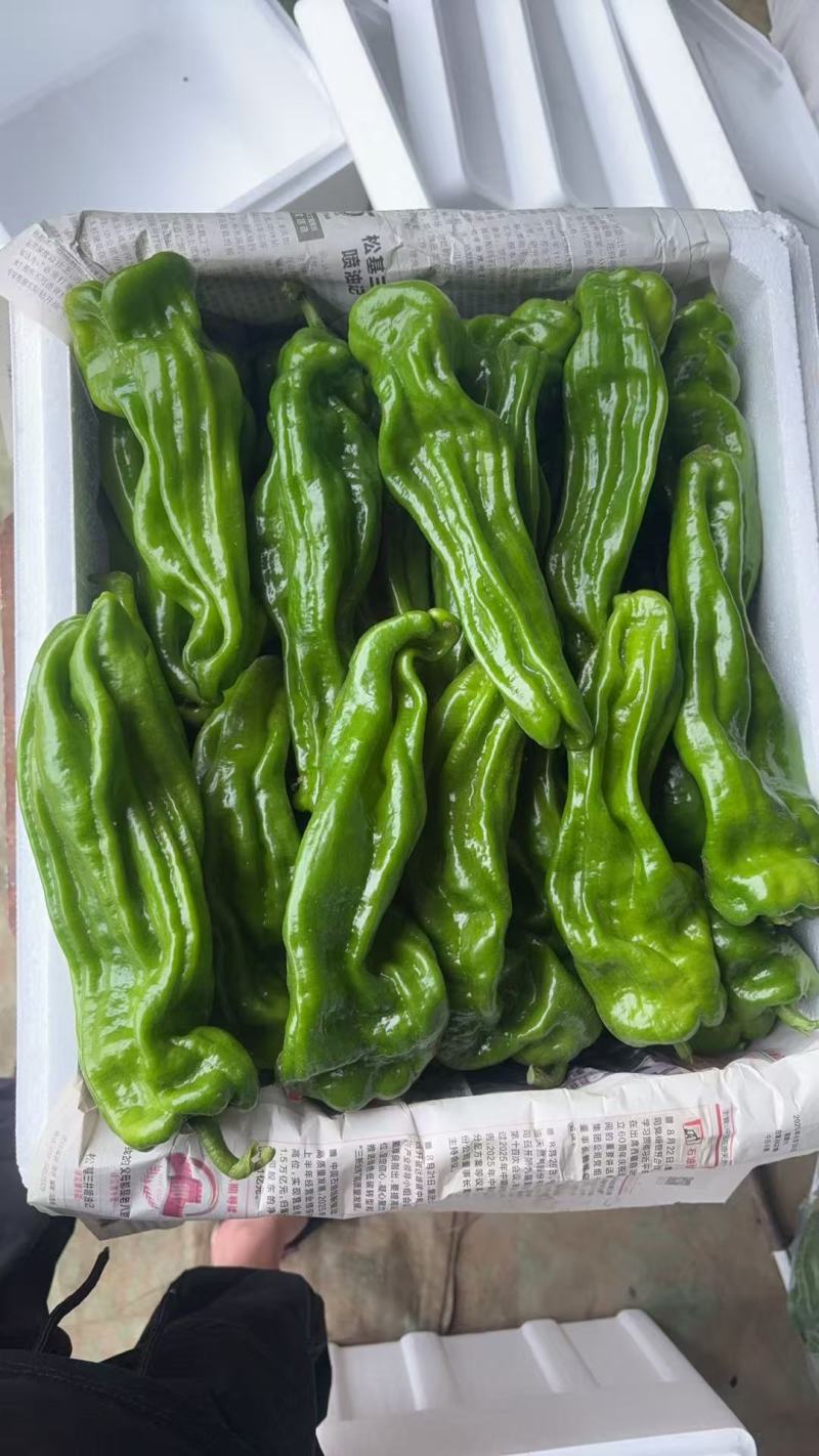 芜湖椒大量上市，，，，，，，，，