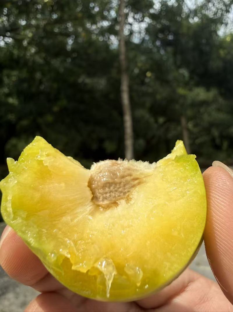 贵州蜂糖李大量上市，千亩基地，价格便宜，欢迎全国市场合作