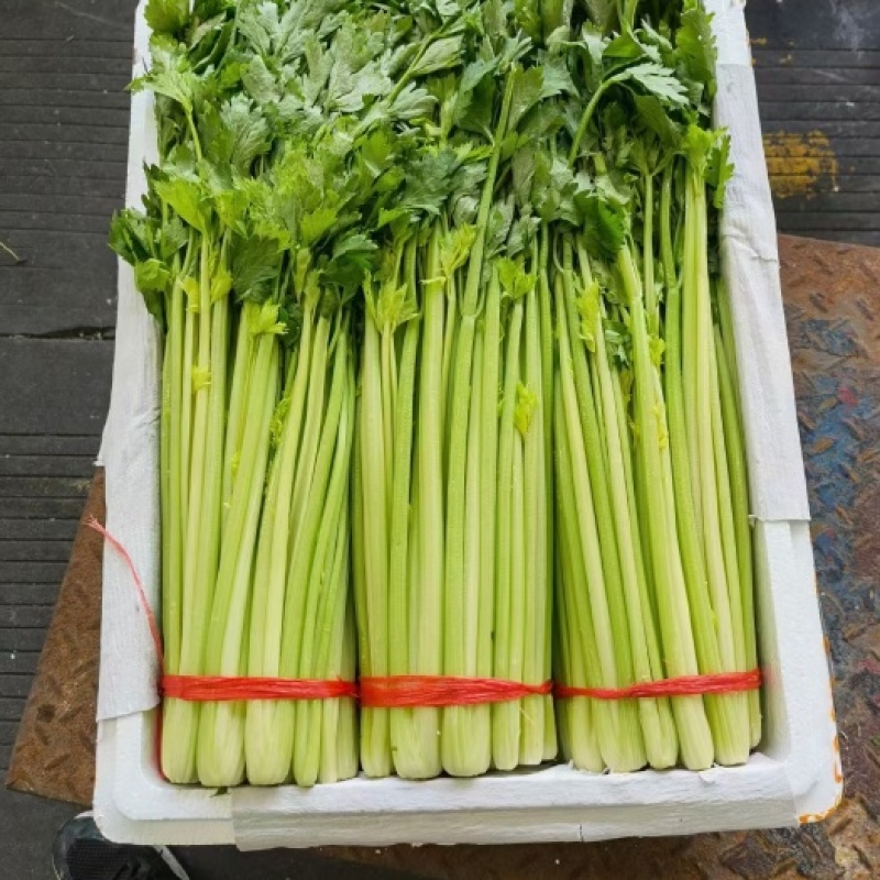 定西毛芹直供，茎秆黄嫩，翠绿无丝，支持整车全国发货