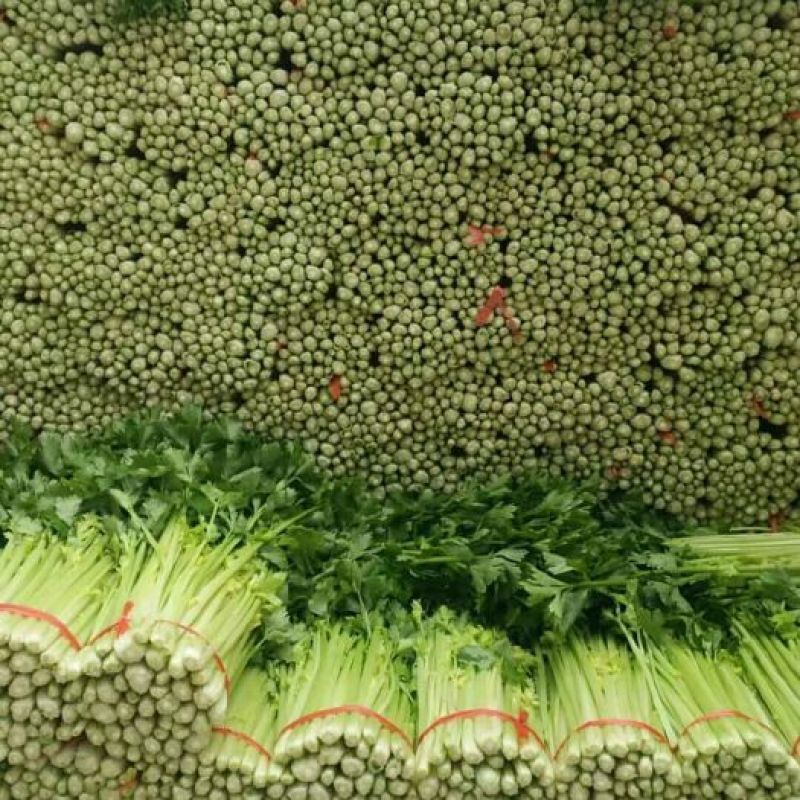 定西毛芹直供，茎秆黄嫩，翠绿无丝，支持整车全国发货