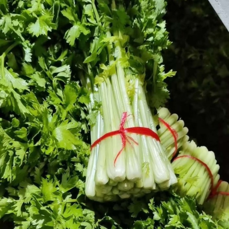 定西毛芹直供，茎秆黄嫩，翠绿无丝，支持整车全国发货