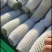 甘肃定西高原西葫芦现采现摘，瓜条翠绿鲜嫩，支持全国发货