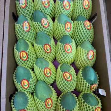 广西百色芒果