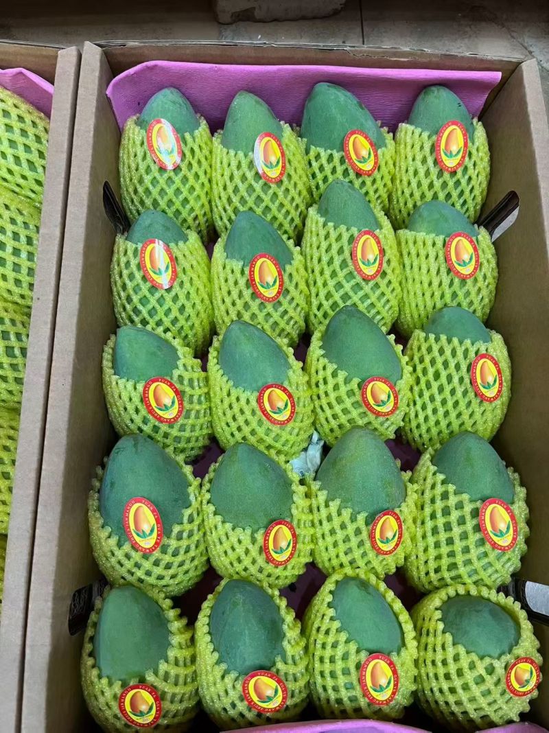 广西百色芒果