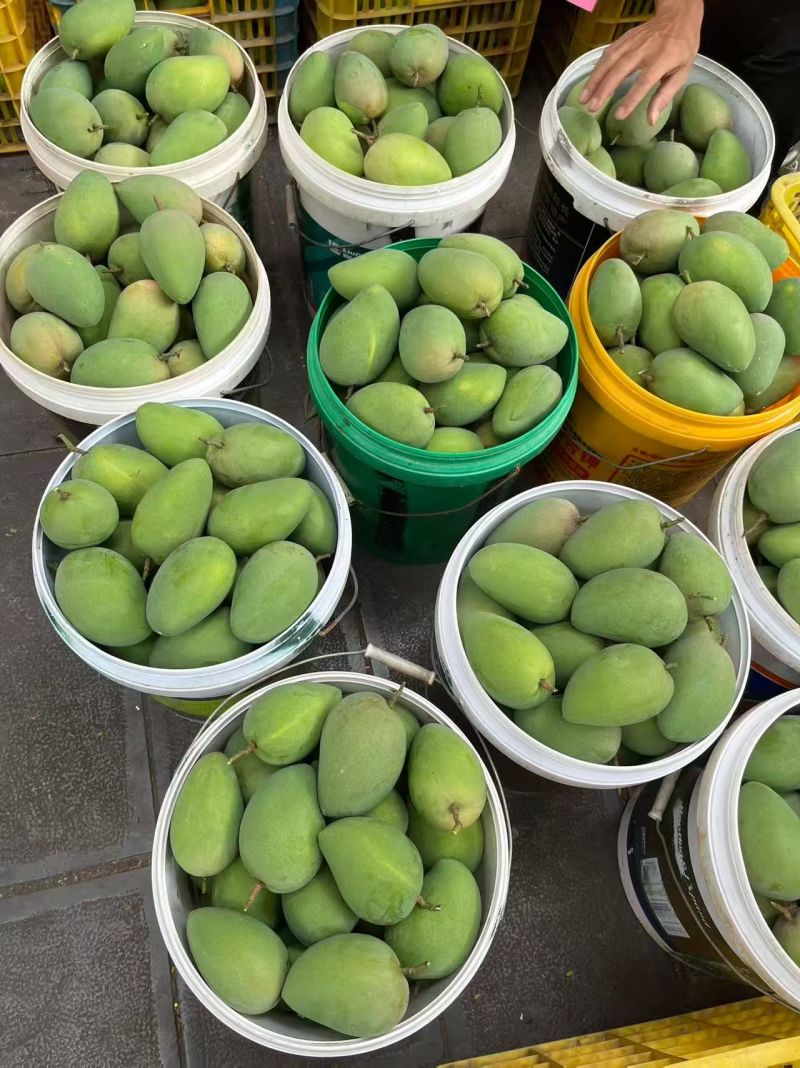广西百色芒果