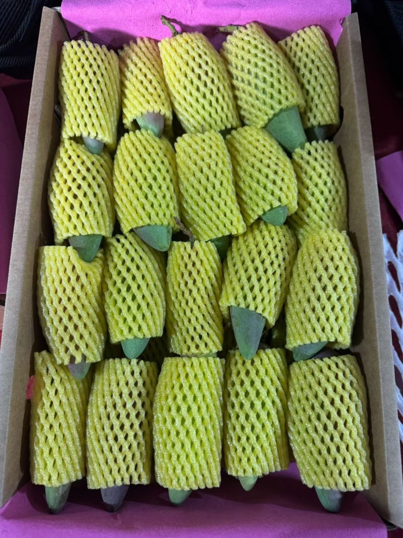 广西百色芒果