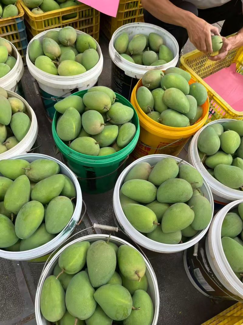 广西百色芒果