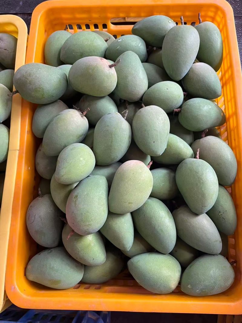 广西百色芒果