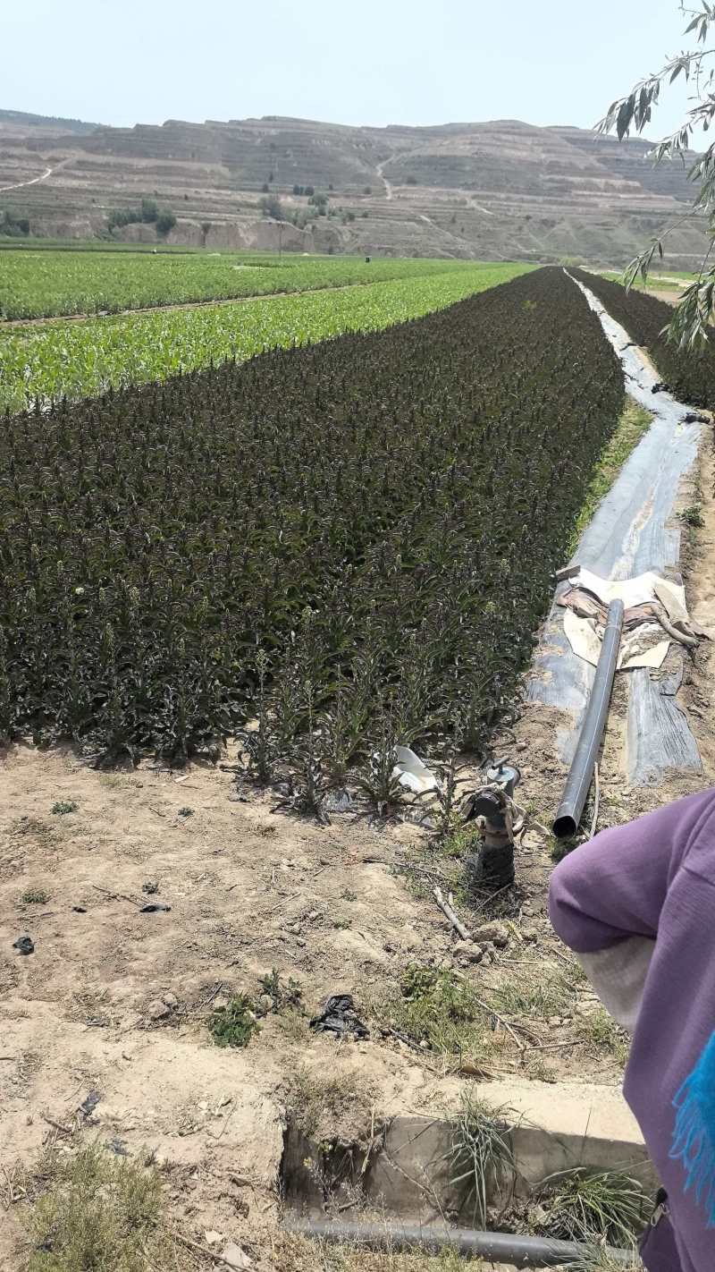 定西高原莴笋产地直供，口感鲜嫩，支持全国物流发货