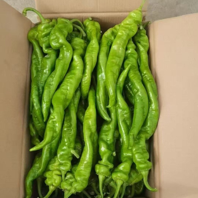 甘肃定西螺丝椒现摘现发，褶皱薄皮香辣，是全国发货