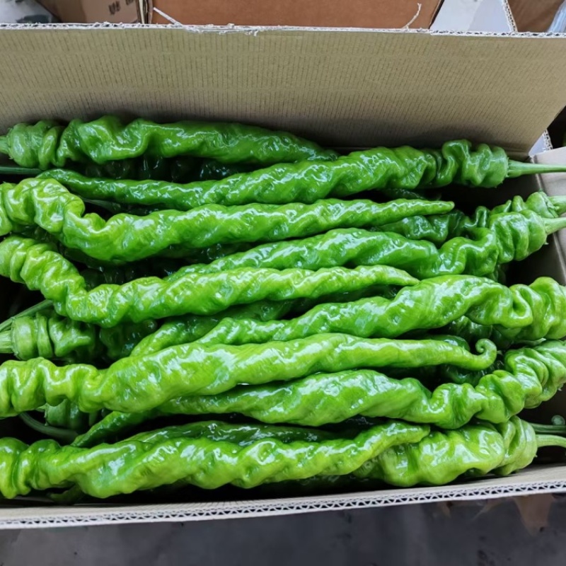 甘肃定西螺丝椒现摘现发，褶皱薄皮香辣，是全国发货