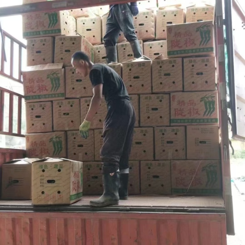 甘肃定西螺丝椒现摘现发，褶皱薄皮香辣，是全国发货