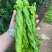 甘肃定西螺丝椒现摘现发，褶皱薄皮香辣，是全国发货