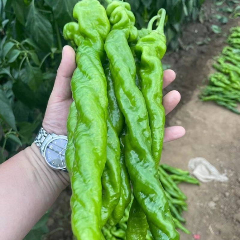 甘肃定西螺丝椒现摘现发，褶皱薄皮香辣，是全国发货