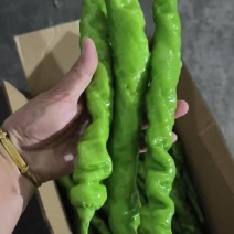 甘肃定西螺丝椒现摘现发，褶皱薄皮香辣，是全国发货