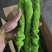甘肃定西螺丝椒现摘现发，褶皱薄皮香辣，是全国发货