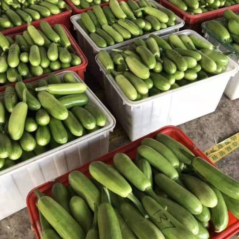 定西新鲜绿皮西葫芦地头现采现摘，现已上市，支持全国发货