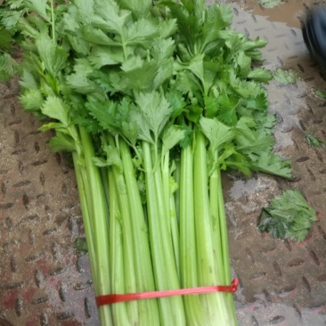 万亩定西西芹现已大量上市，粗细匀称，耐储存，支持全国发货