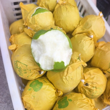 酥脆一号，518梨翠玉翠冠梨直供产地，保质保量，货源充足