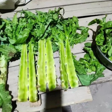 定西高海拔冷凉环境生长的莴笋，肉质翠绿，粗度一把一二