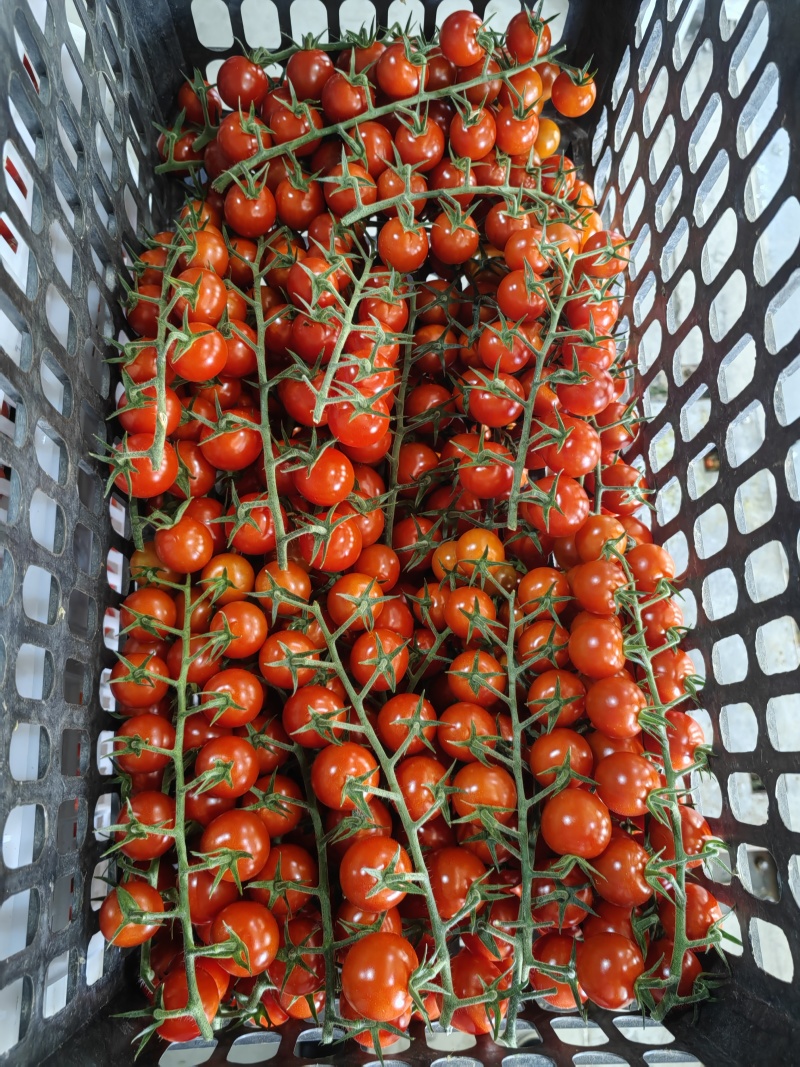 串收小番茄，基地直供，绿色认证，量大质量好