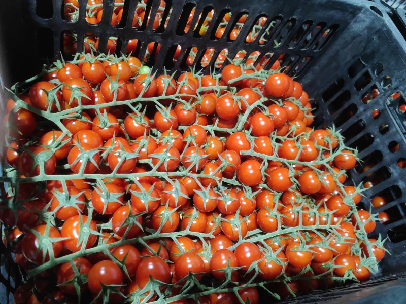 串收小番茄，基地直供，绿色认证，量大质量好