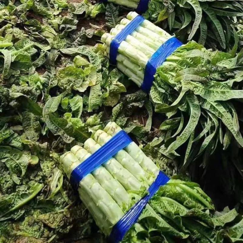 定西高海拔冷凉环境生长的莴笋，肉质翠绿，粗度一把一二