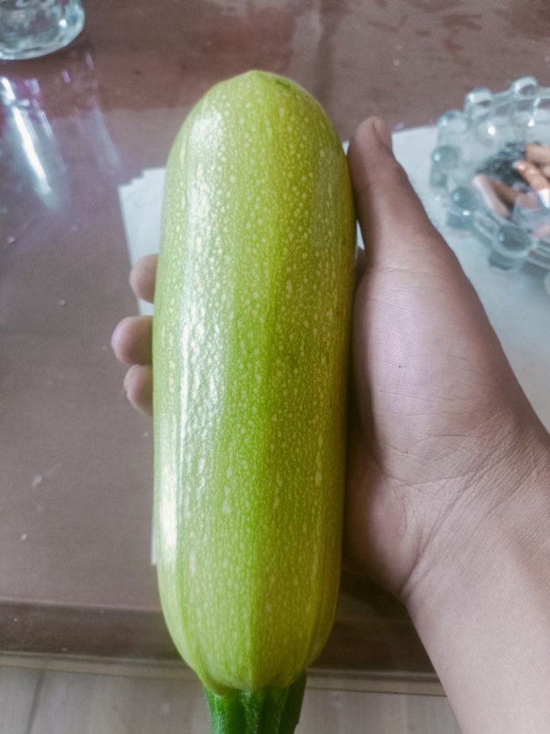 定西高原绿皮西葫芦，基地人工精细分拣，残次瓜全部筛选剔