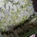 定西高原绿皮西葫芦，基地人工精细分拣，残次瓜全部筛选剔
