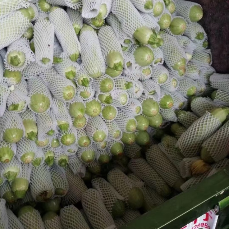 定西高原绿皮西葫芦，基地人工精细分拣，残次瓜全部筛选剔